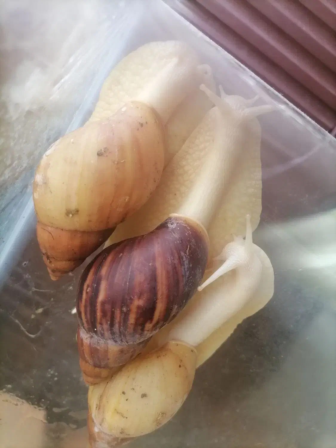 حلزون آچاتینا|خزنده|نشتارود, |دیوار