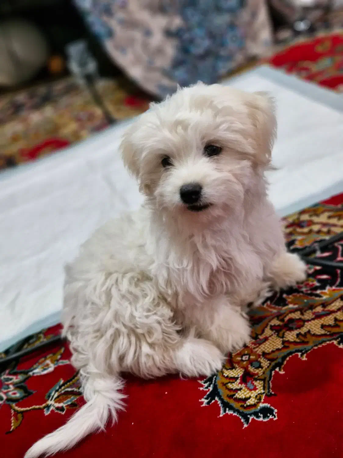 توله سگ|سگ|شهر بابک, |دیوار