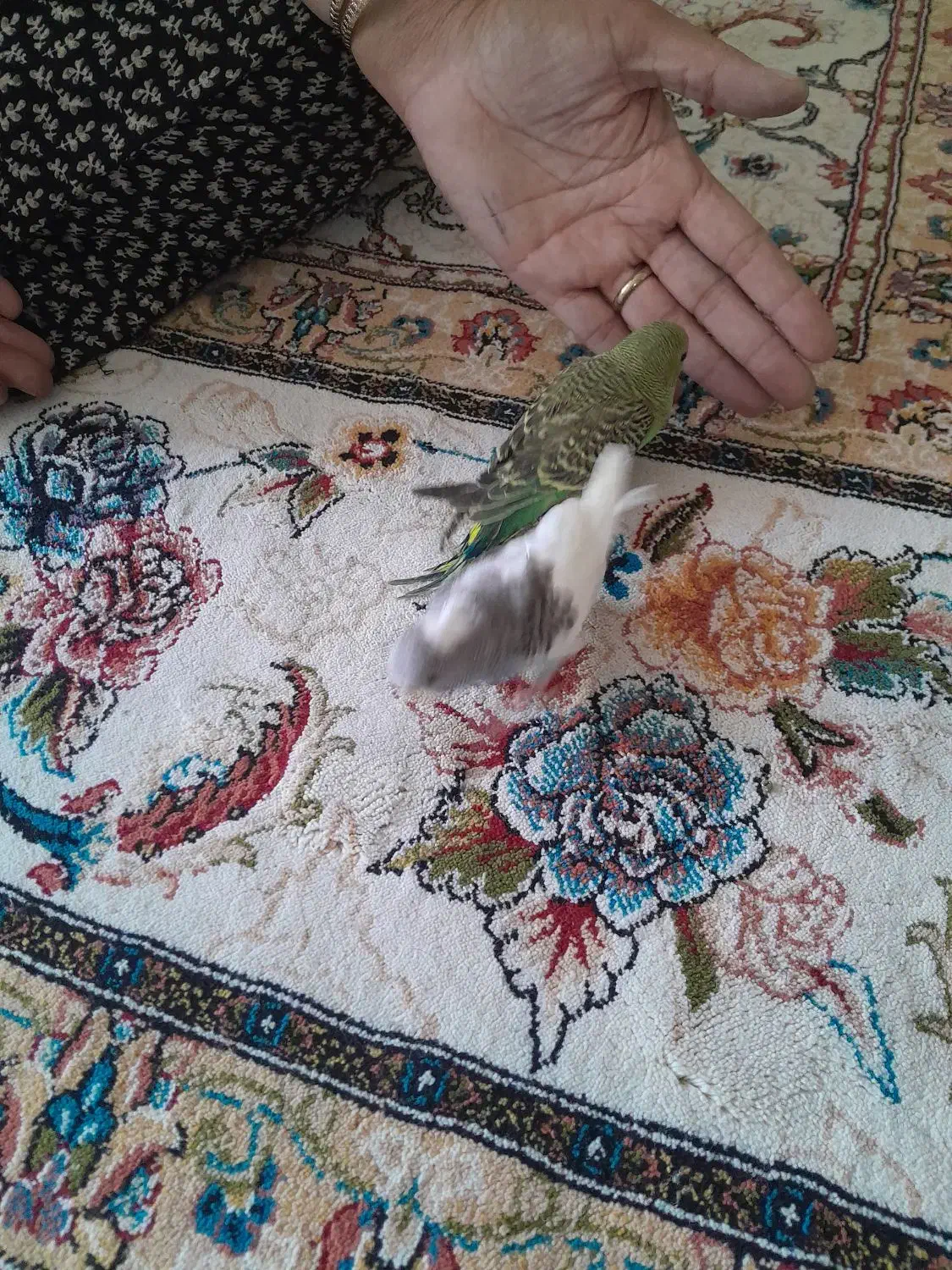 مرغ عشق|پرنده|آبدانان, |دیوار