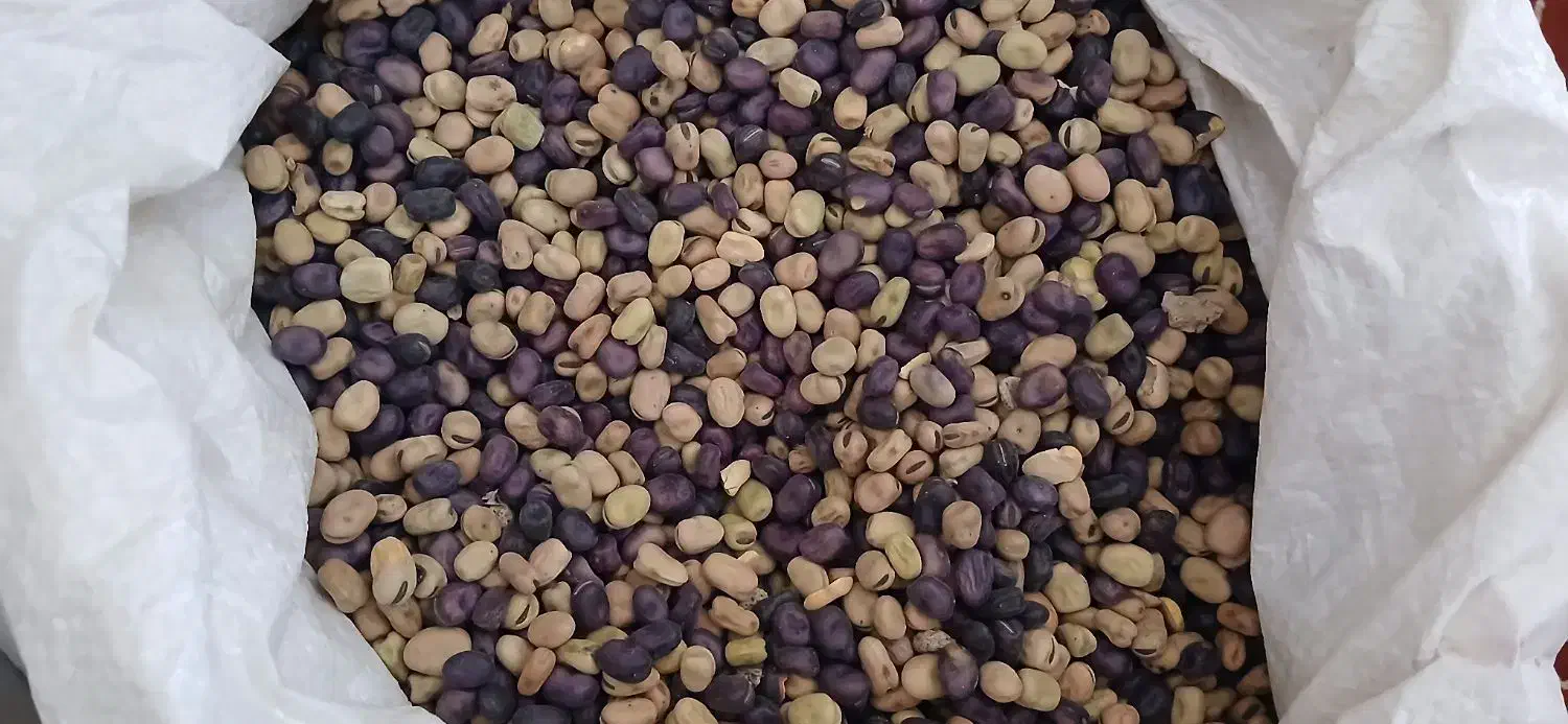 باقلا|خوردنی و آشامیدنی|رباط‌کریم, شترخوار|دیوار