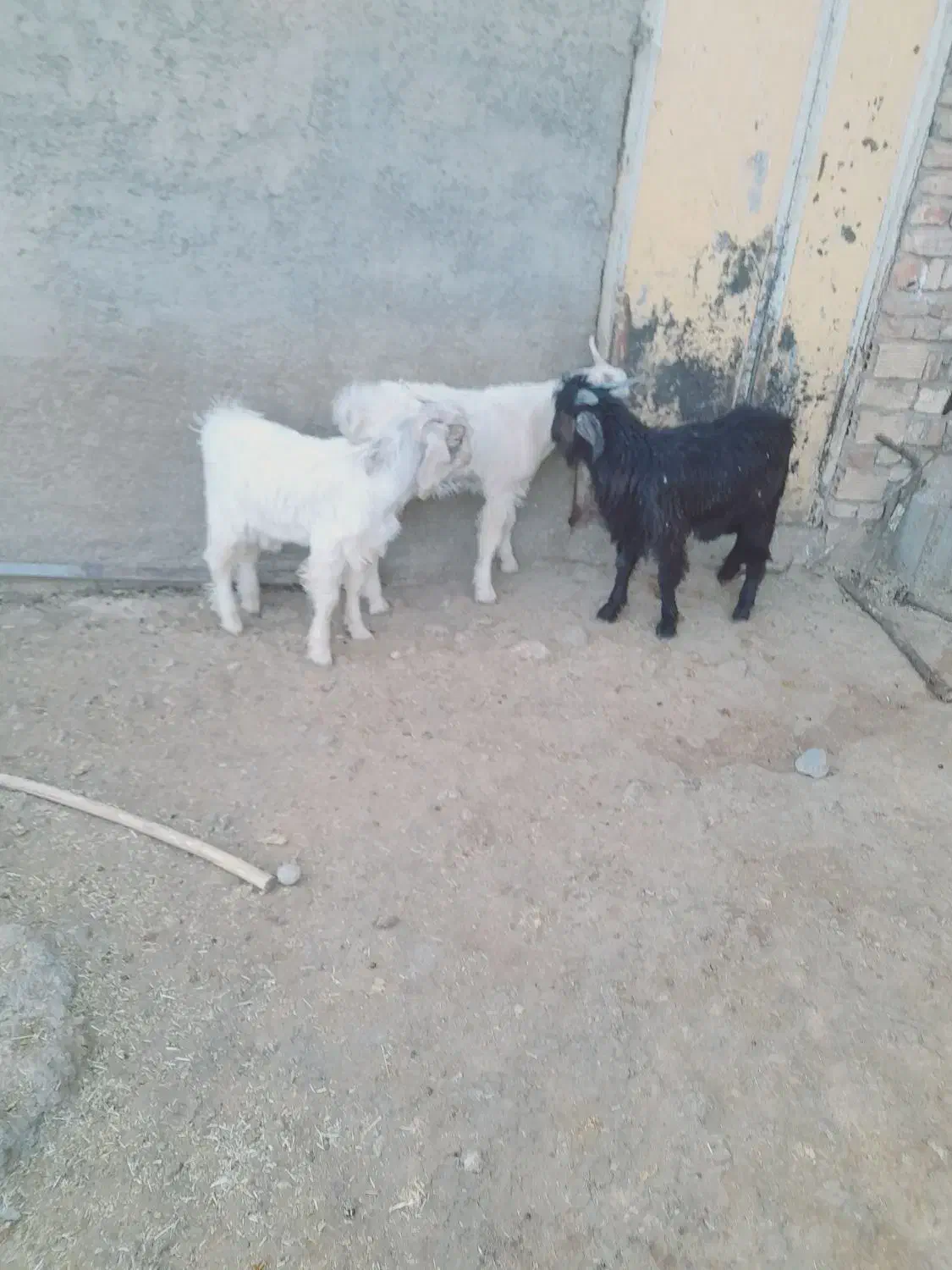 بزغاله چاق نر|حیوانات مزرعه|زاغه, |دیوار