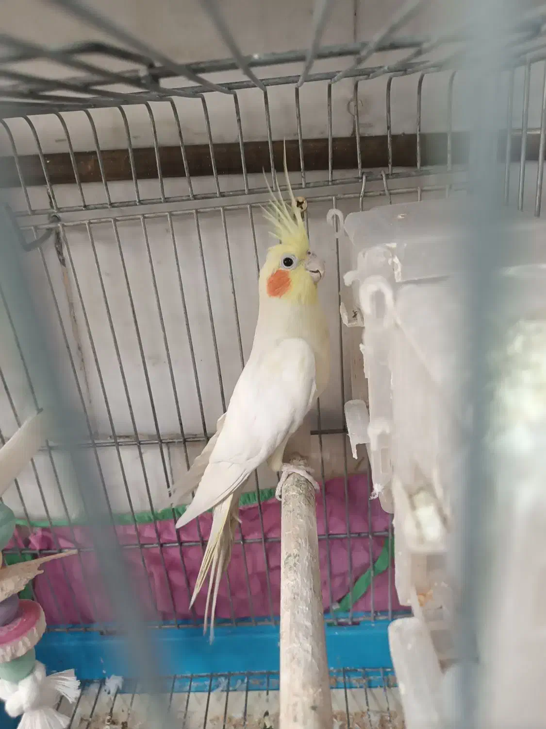 عروس هلندی بالغ|پرنده|تهران, شارق|دیوار