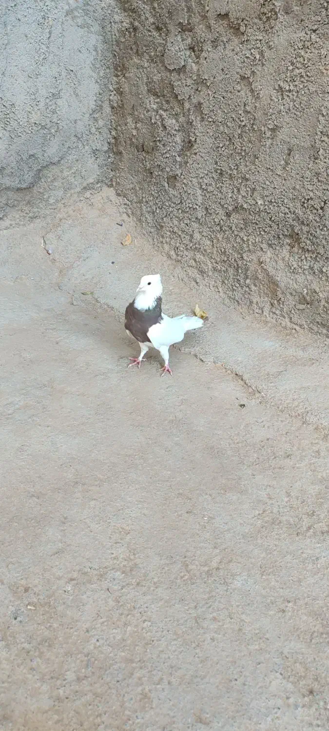 کفتر‌ساده‌طوقی‌سینه‌سیاه|پرنده|رضویه, |دیوار