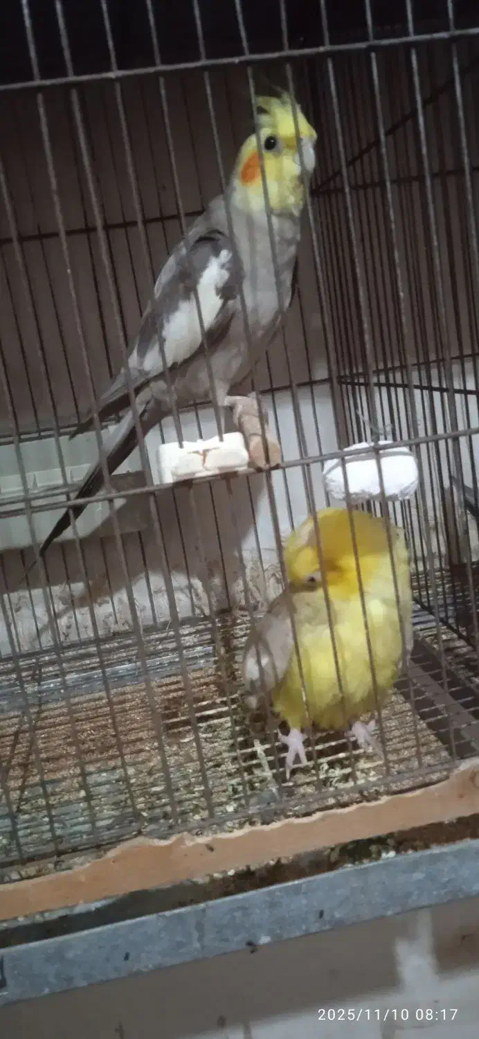 عروس هلندی|پرنده|آستانه اشرفیه, |دیوار