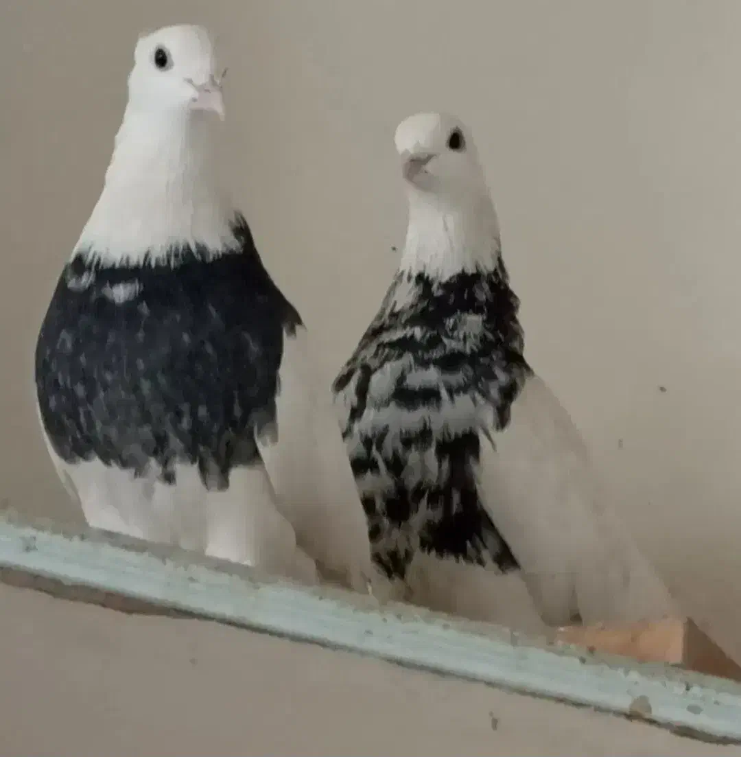 پرنده|پرنده|پیر بکران, |دیوار