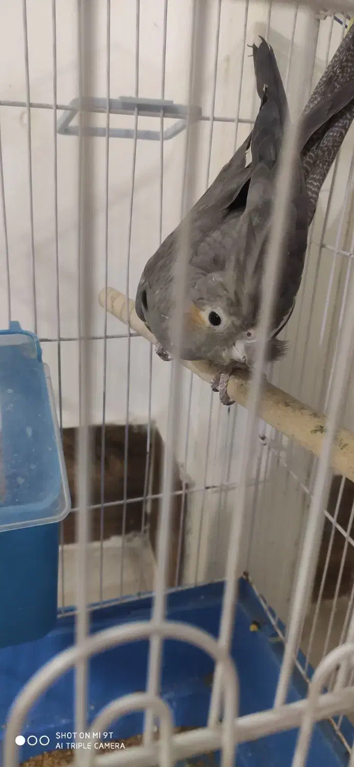 عروس هلندی ماده|پرنده|دوگنبدان, |دیوار