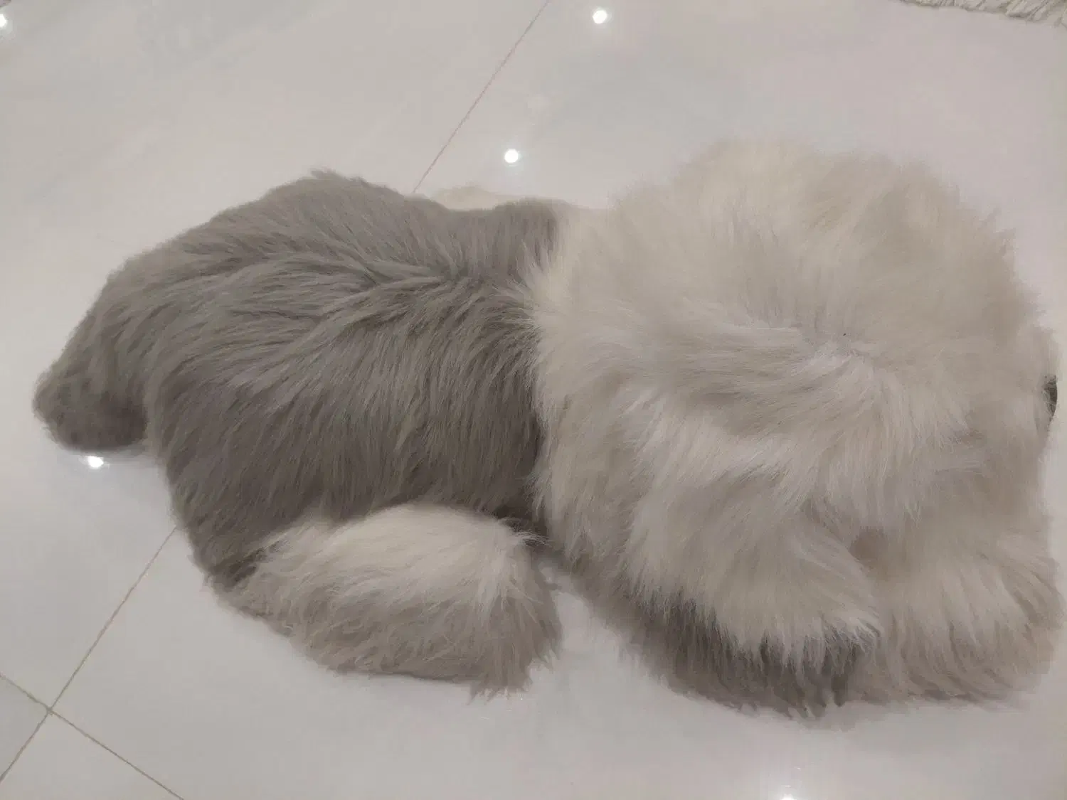 عروسک سگ خارجی|اسباببازی|مشهد, هفت تیر (حافظ)|دیوار