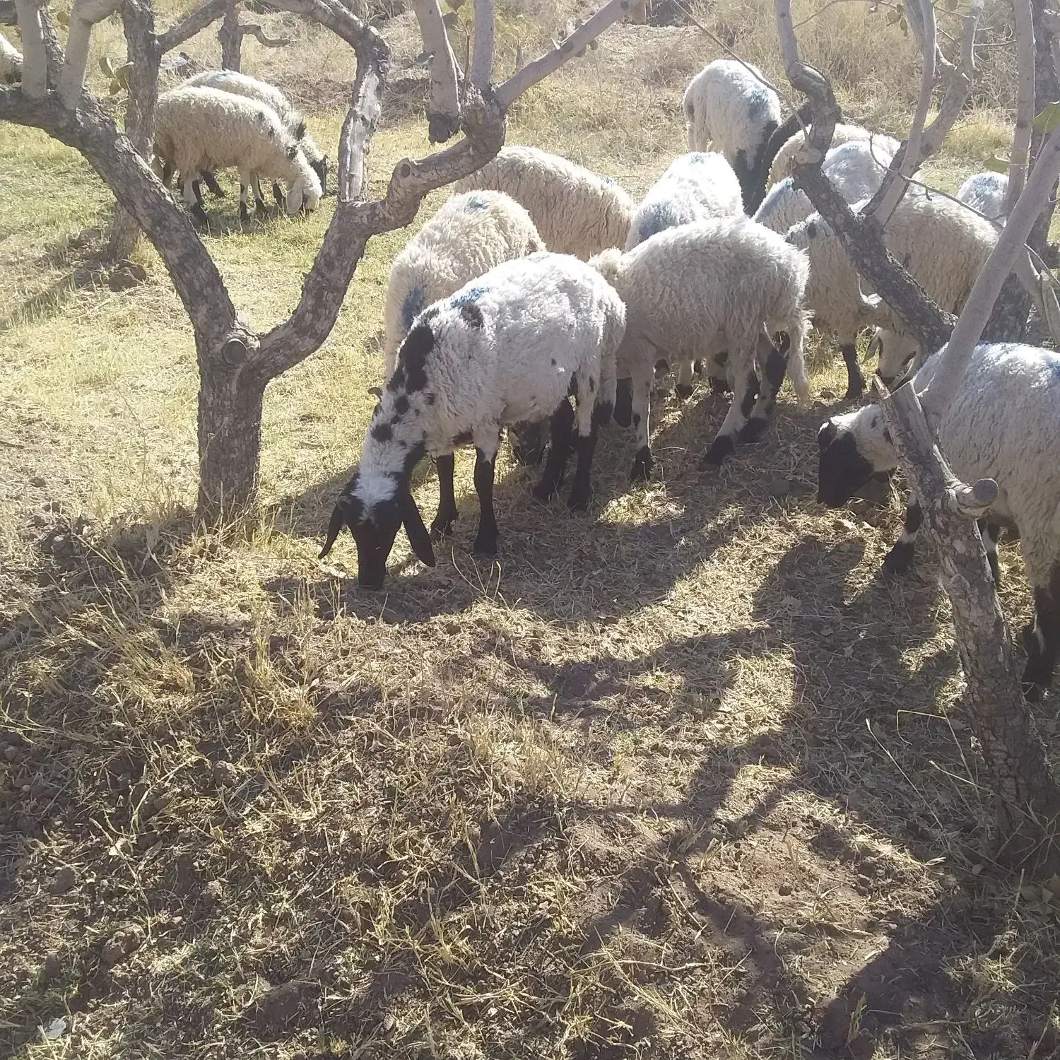 بره|حیوانات مزرعه|رفسنجان, |دیوار