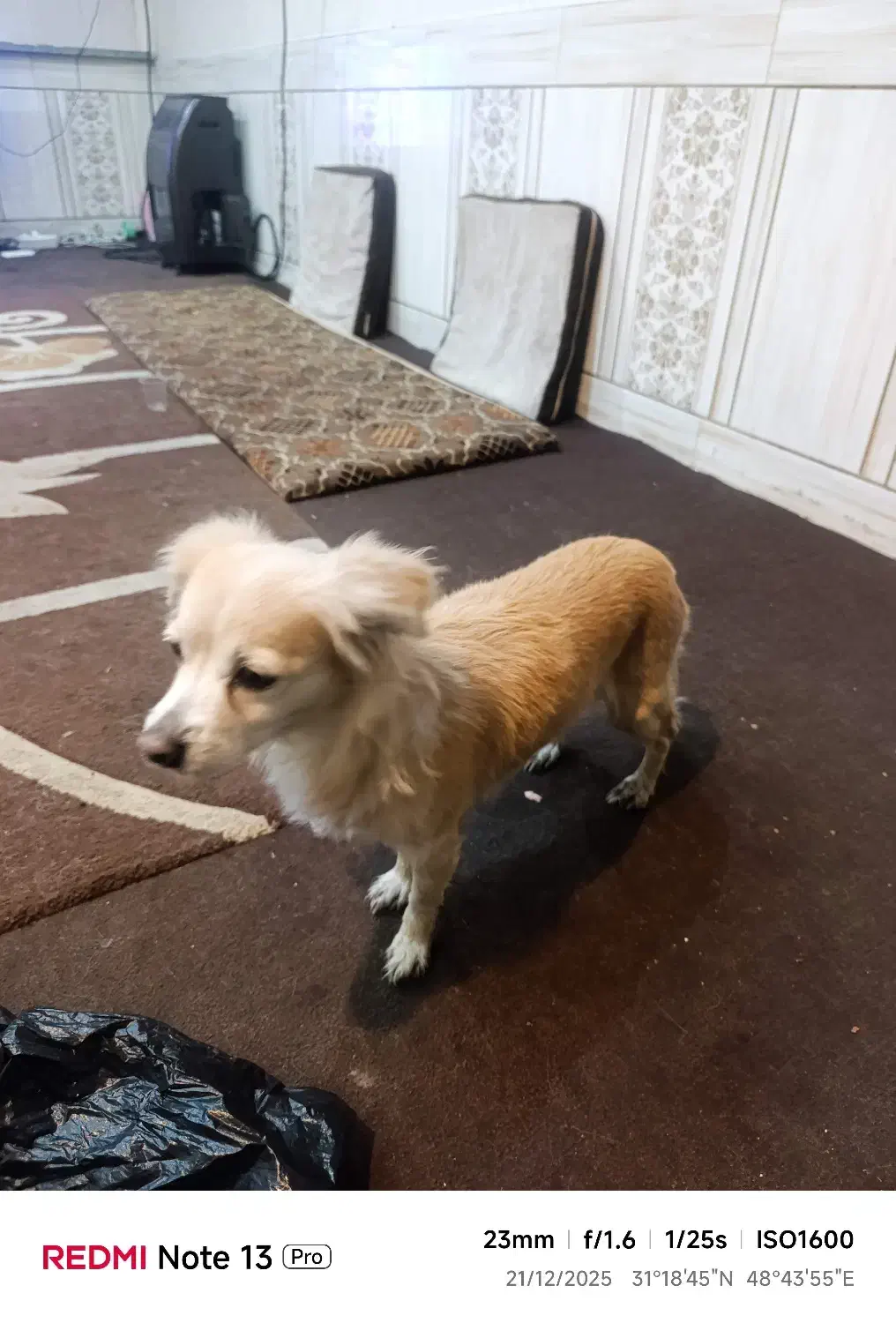 گم شدن سگ|حیوانات|اهواز, کوی رمضان|دیوار