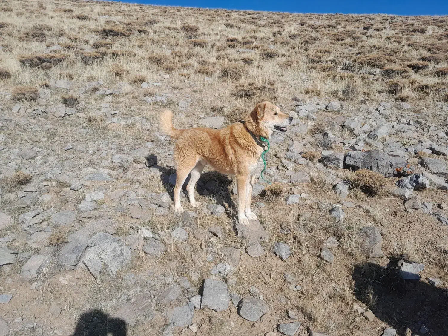 واگذاری سگ|سگ|بستان آباد, |دیوار