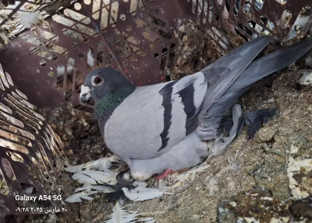 کبوتر پلاک اصل|پرنده|یاسوج, |دیوار