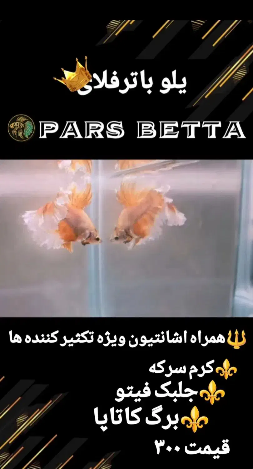 ماهی فایتر و لوازم تکثیر|ماهی|فردیس, شهرک راه آهن|دیوار