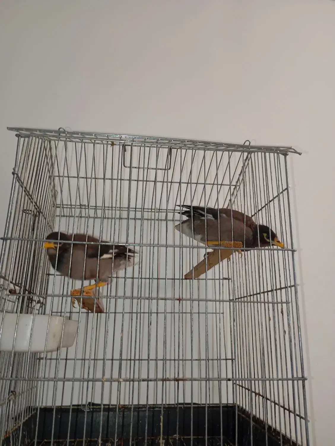 مرغ مینا|پرنده|ساری, |دیوار