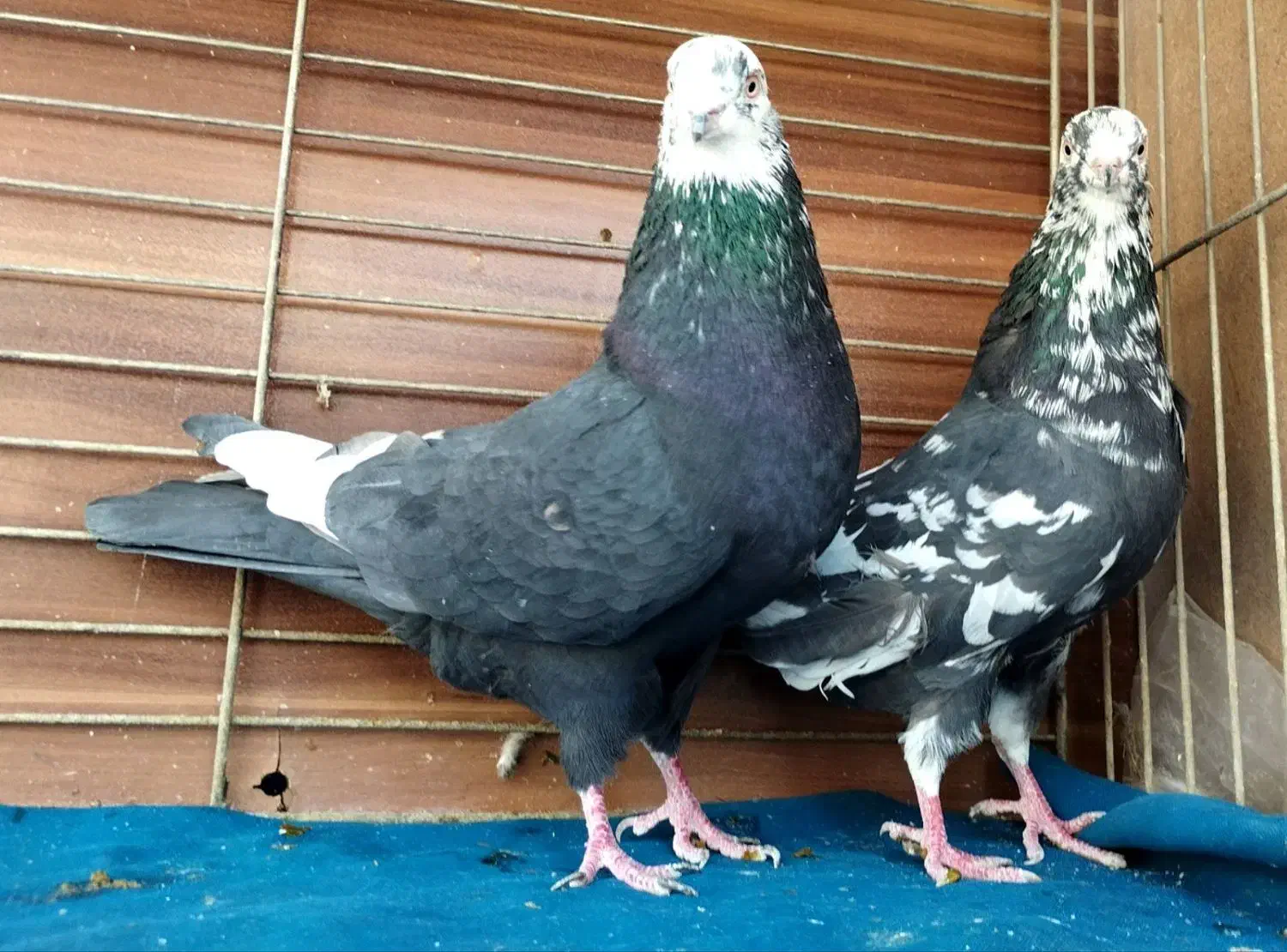 جفت رستاخیز|پرنده|تهران, نیروی هوایی (پیروزی)|دیوار