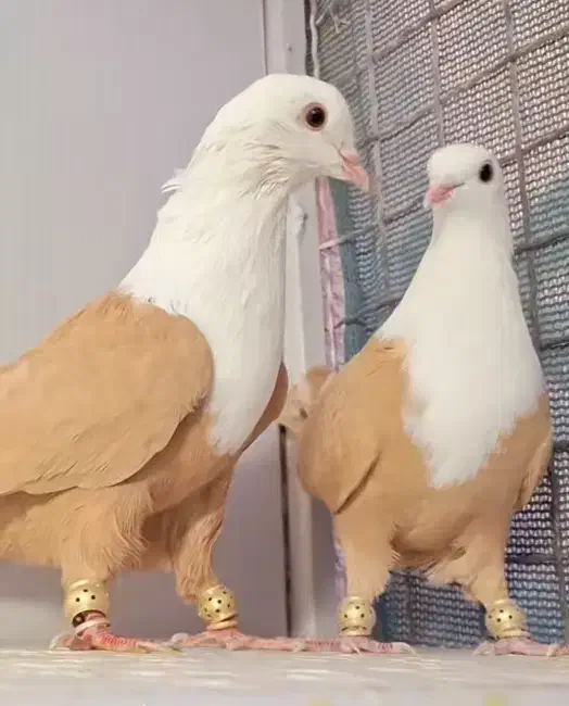 سرور دم سفید|پرنده|قم, قلعه کامکار|دیوار