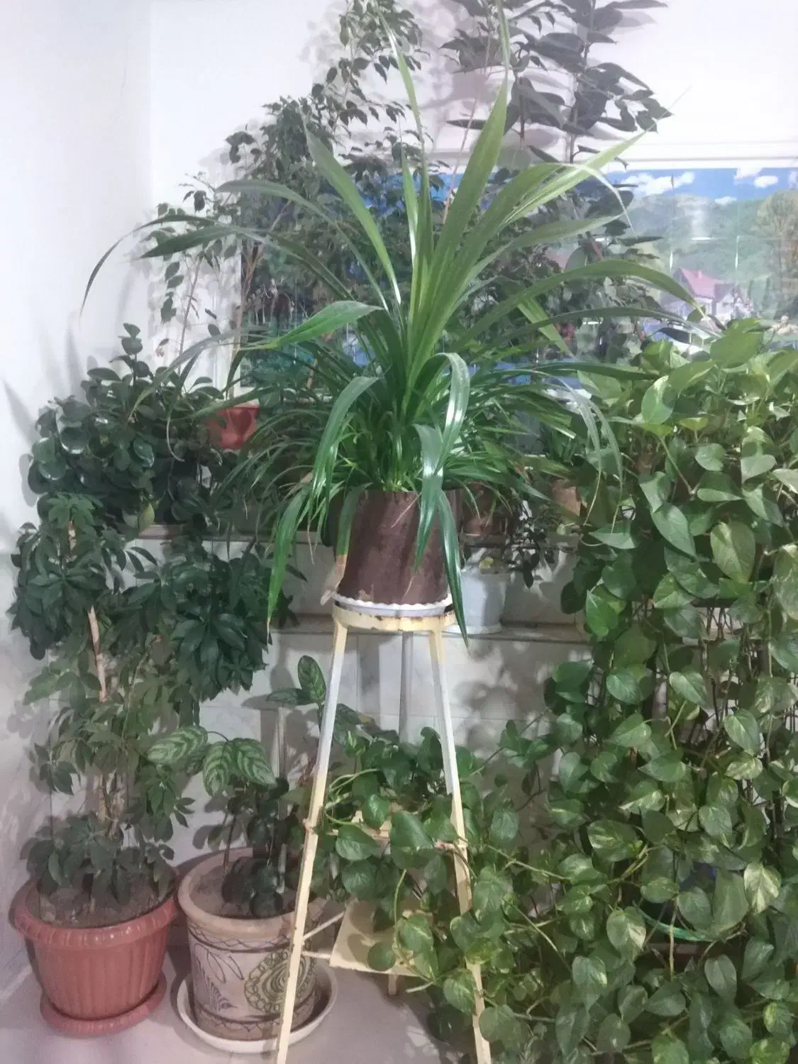 گل طبیعی|گل و گیاه طبیعی|میان جلگه, |دیوار