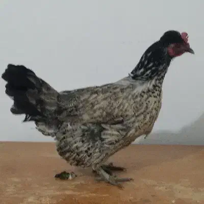 مرغ کردی|حیوانات مزرعه|کرمانشاه, |دیوار