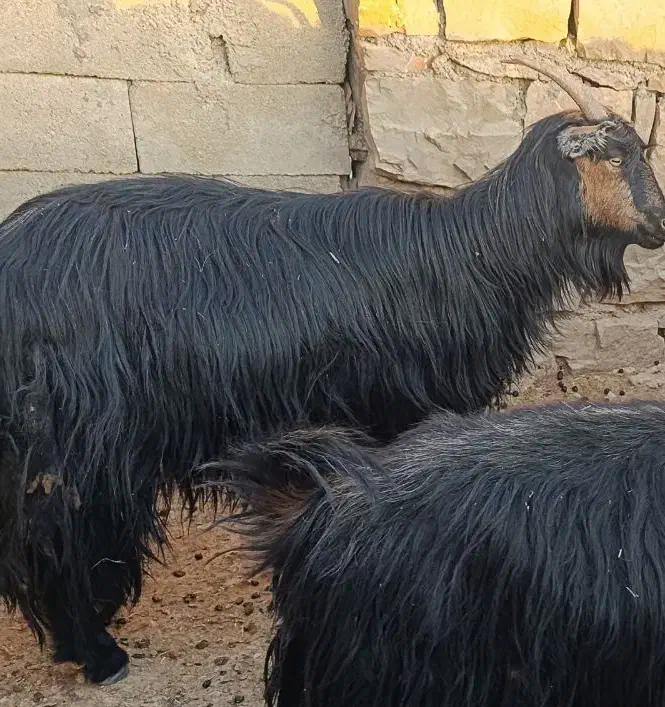 یه راس بز جوون و چاق به فروش میرسد|حیوانات مزرعه|اندیکا, |دیوار