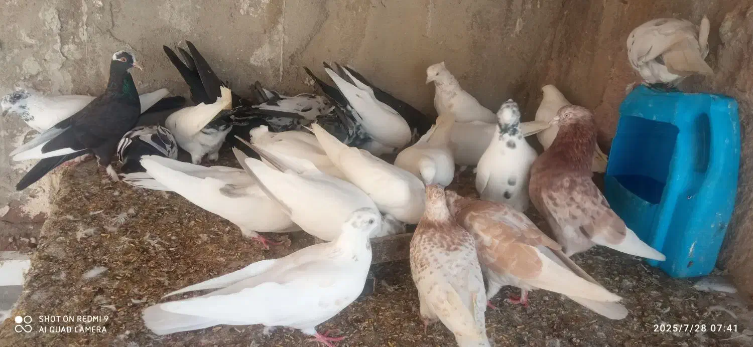 روهم جفتی ۵۰۰ت|پرنده|باسمنج, |دیوار