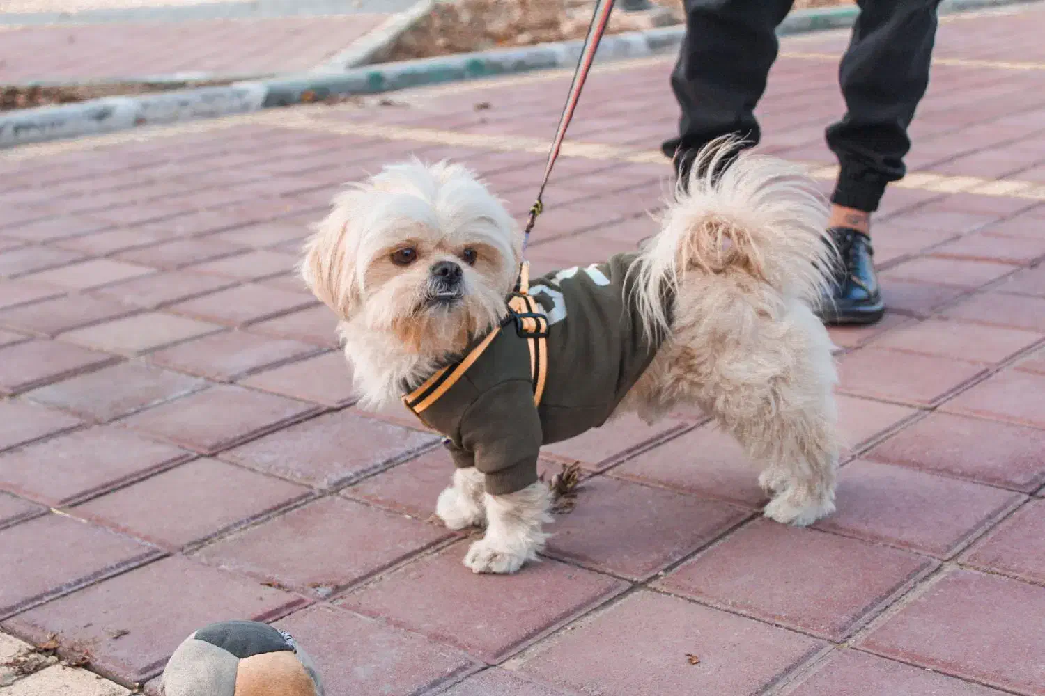 سگ شیتزو فلت آماده جفت|سگ|قم, باجک دو|دیوار