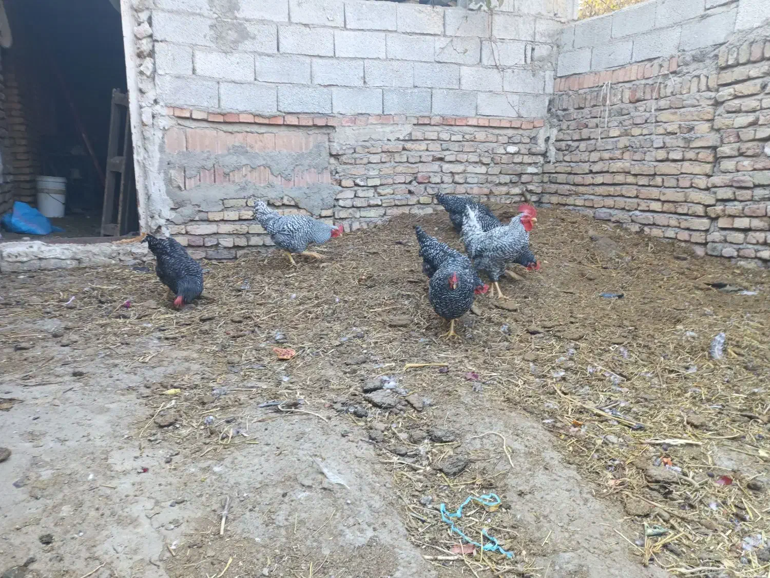 تخم نطفه دار پیلموت راک|حیوانات مزرعه|صوفیان, |دیوار