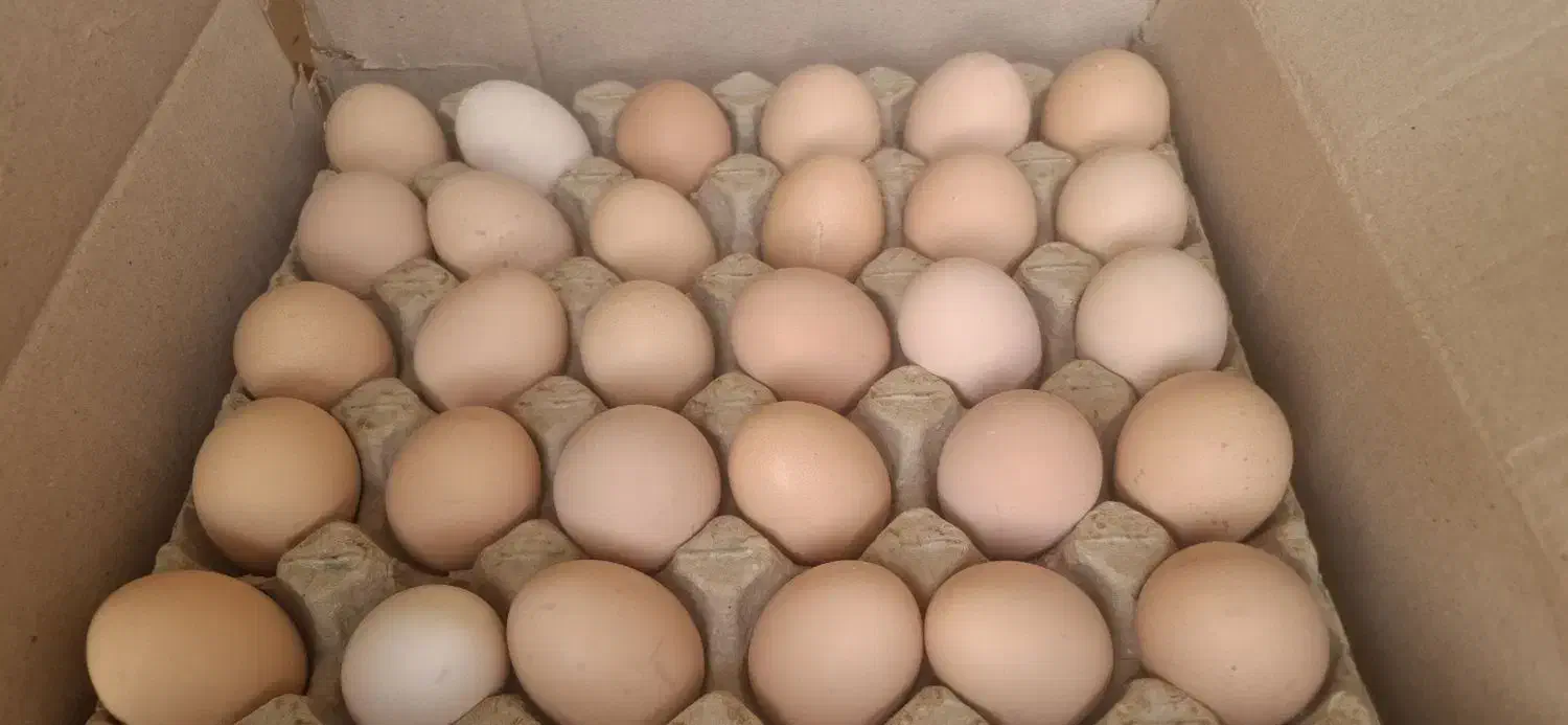 تخم مرغ گلپایگانی|خوردنی و آشامیدنی|قم, هفت تیر|دیوار