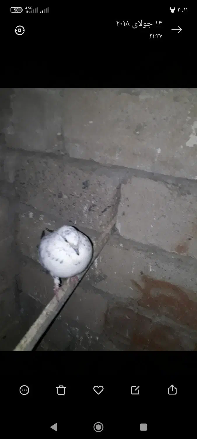 کبوتر|حیوانات|بوکان, |دیوار