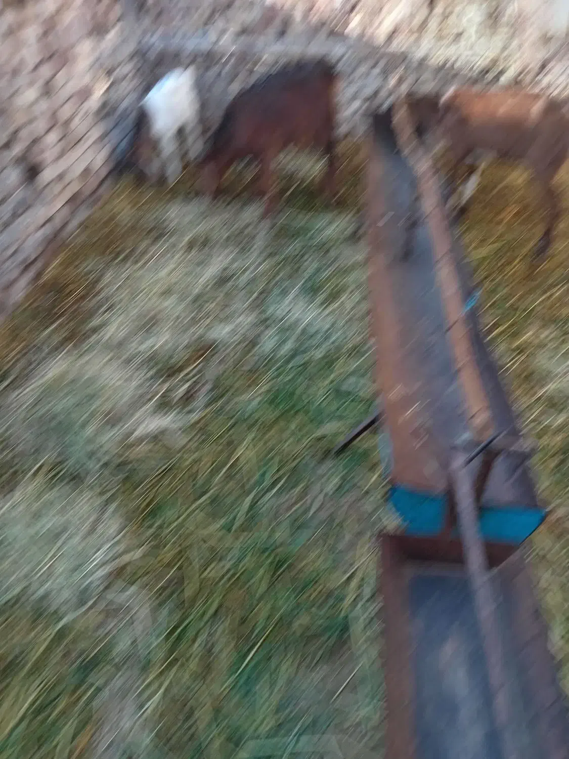 گوسفند|حیوانات مزرعه|مشهد, رباط طرق|دیوار