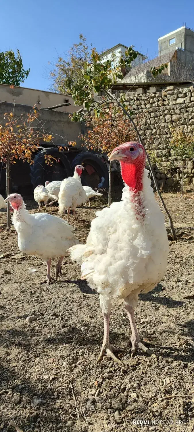 بوقلمون نژاد هلندی بیوتی۶|حیوانات مزرعه|اردبیل, |دیوار