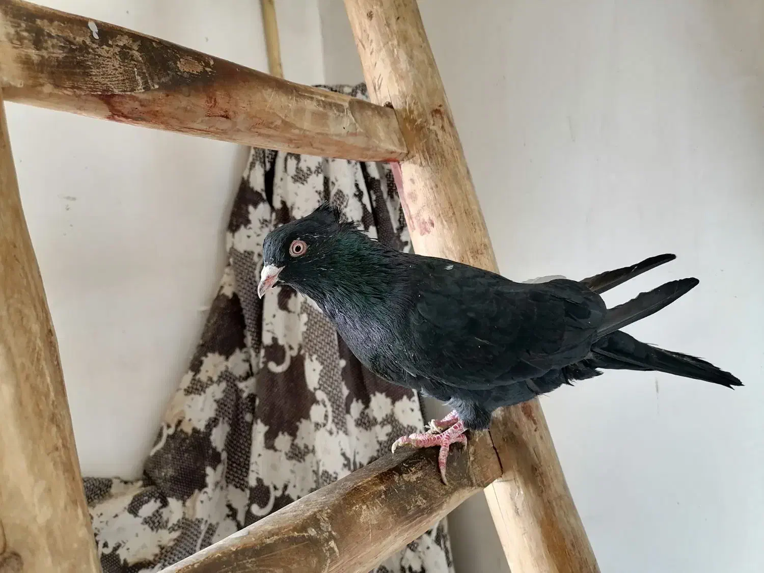 کلاغ سیاه یه کت سفید|پرنده|شاندیز, |دیوار