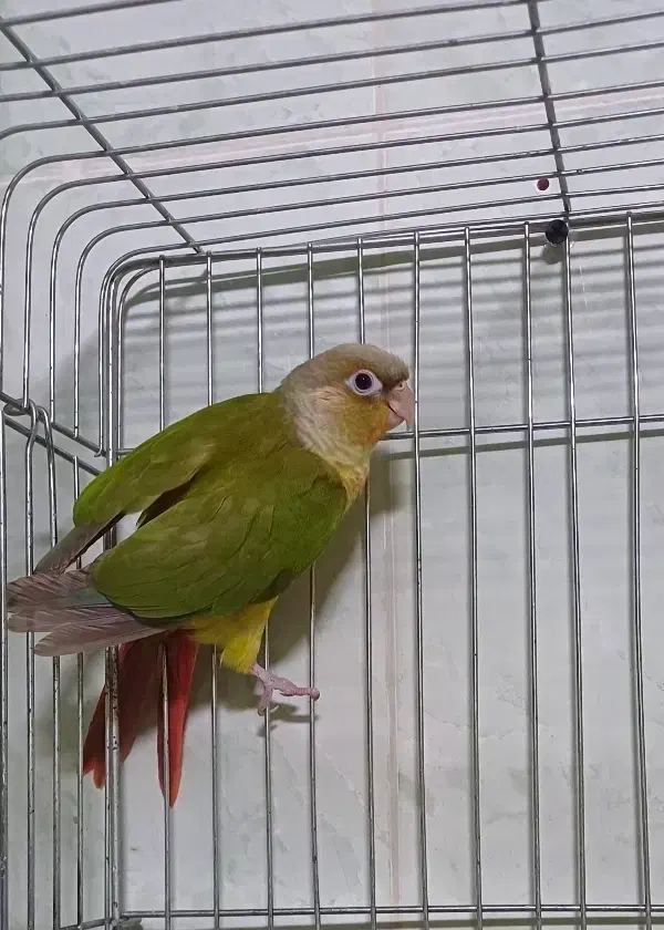 طوطی گرینچیک|پرنده|رشت, لاکانی|دیوار