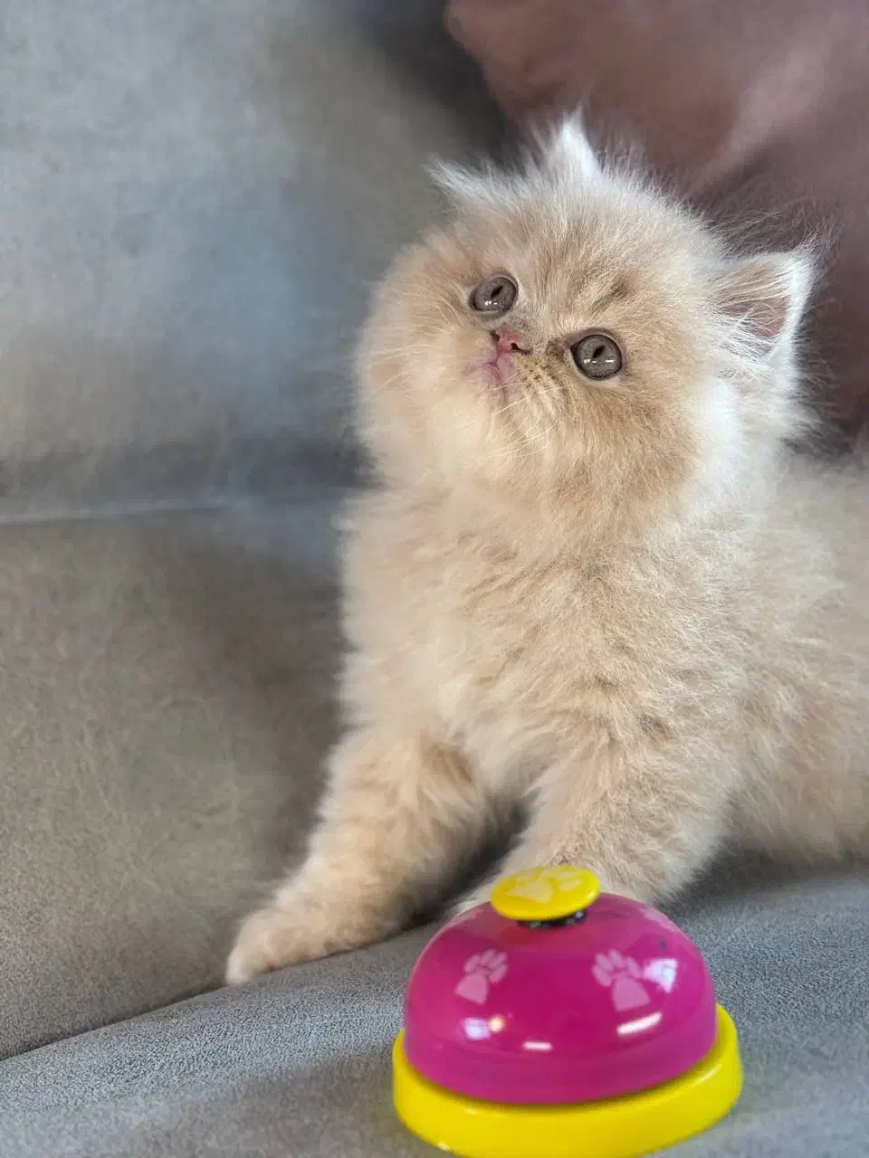 ملوسای بلا|گربه|رشت, منظریه|دیوار