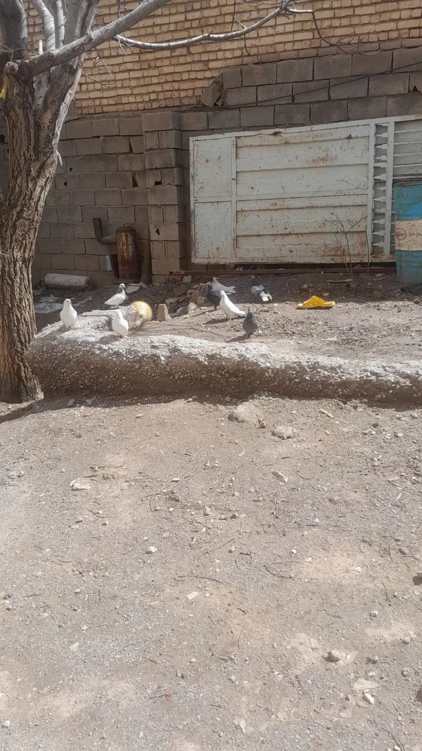 کبوتر|پرنده|لاران, |دیوار