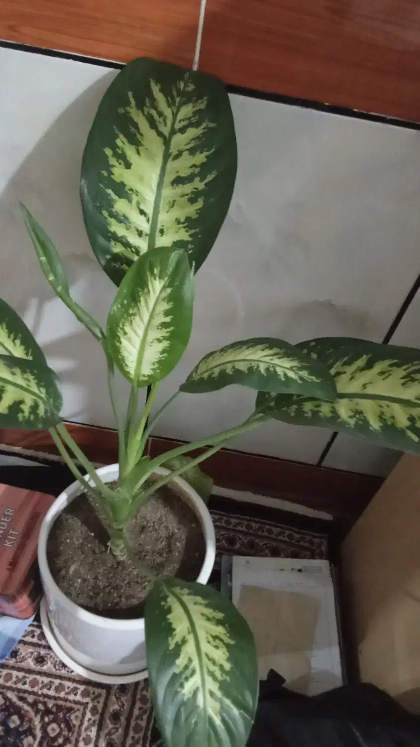 ۴گل دلفین به فروش می رسد|گل و گیاه طبیعی|پیر سلیمان, |دیوار