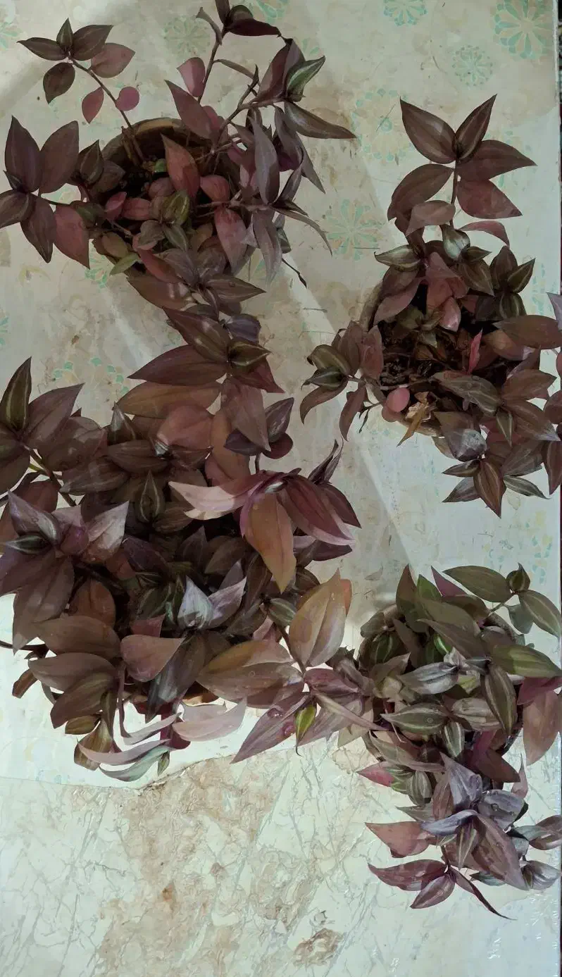 گل شاداب|گل و گیاه طبیعی|چناران, |دیوار