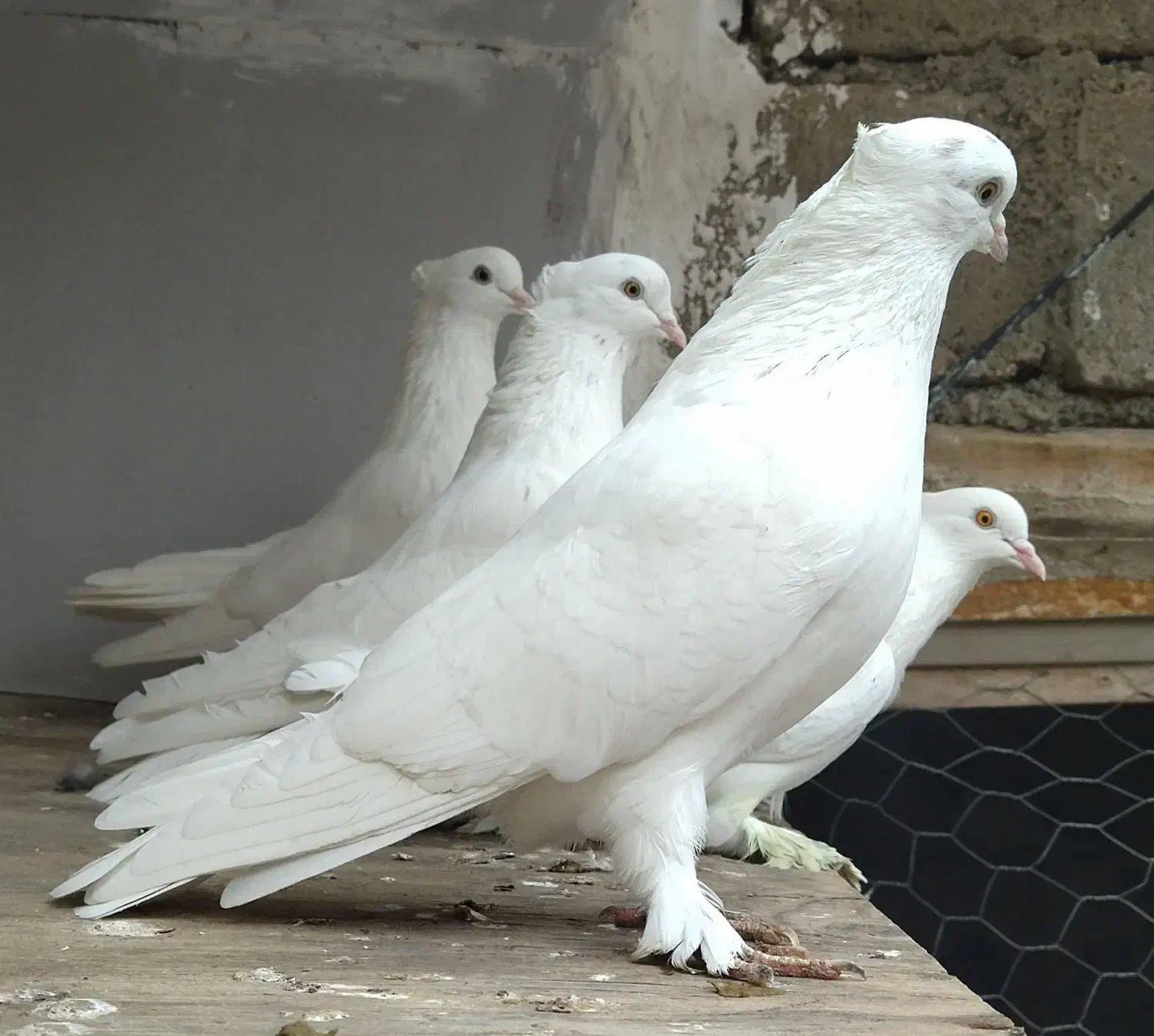 کبوتر ان پرشی|پرنده|نقده, |دیوار