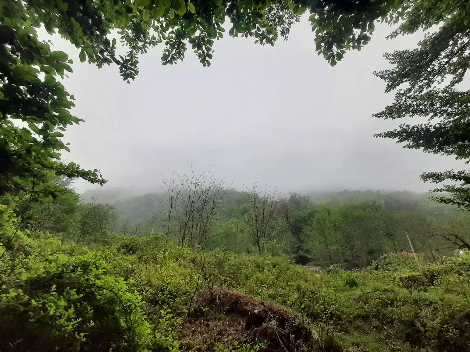 گمشده سگ|سگ|گرگان, |دیوار