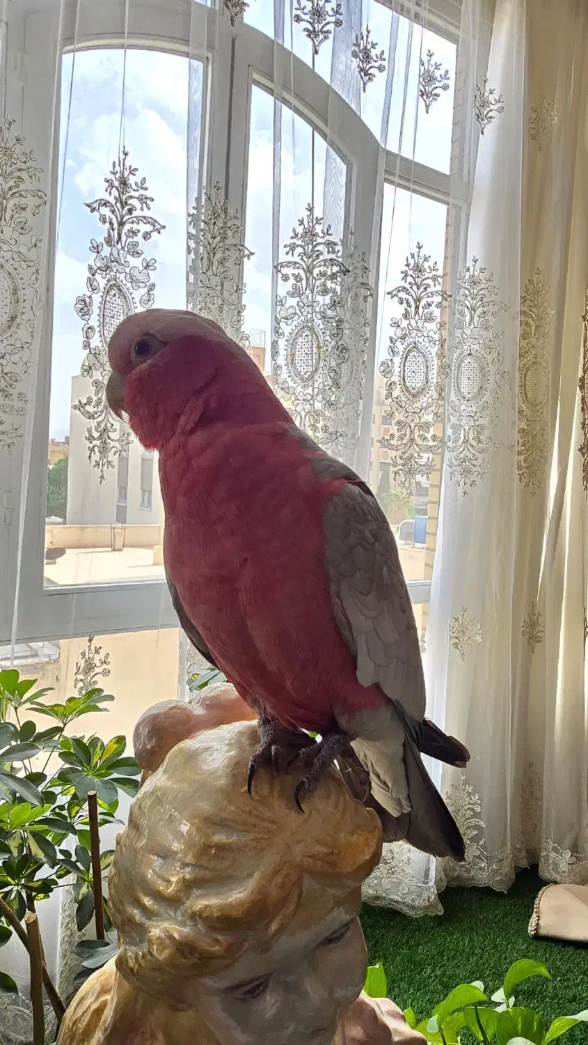 طوطی کاکادو گالارز رام سخنگو|پرنده|اصفهان, شاهزید|دیوار