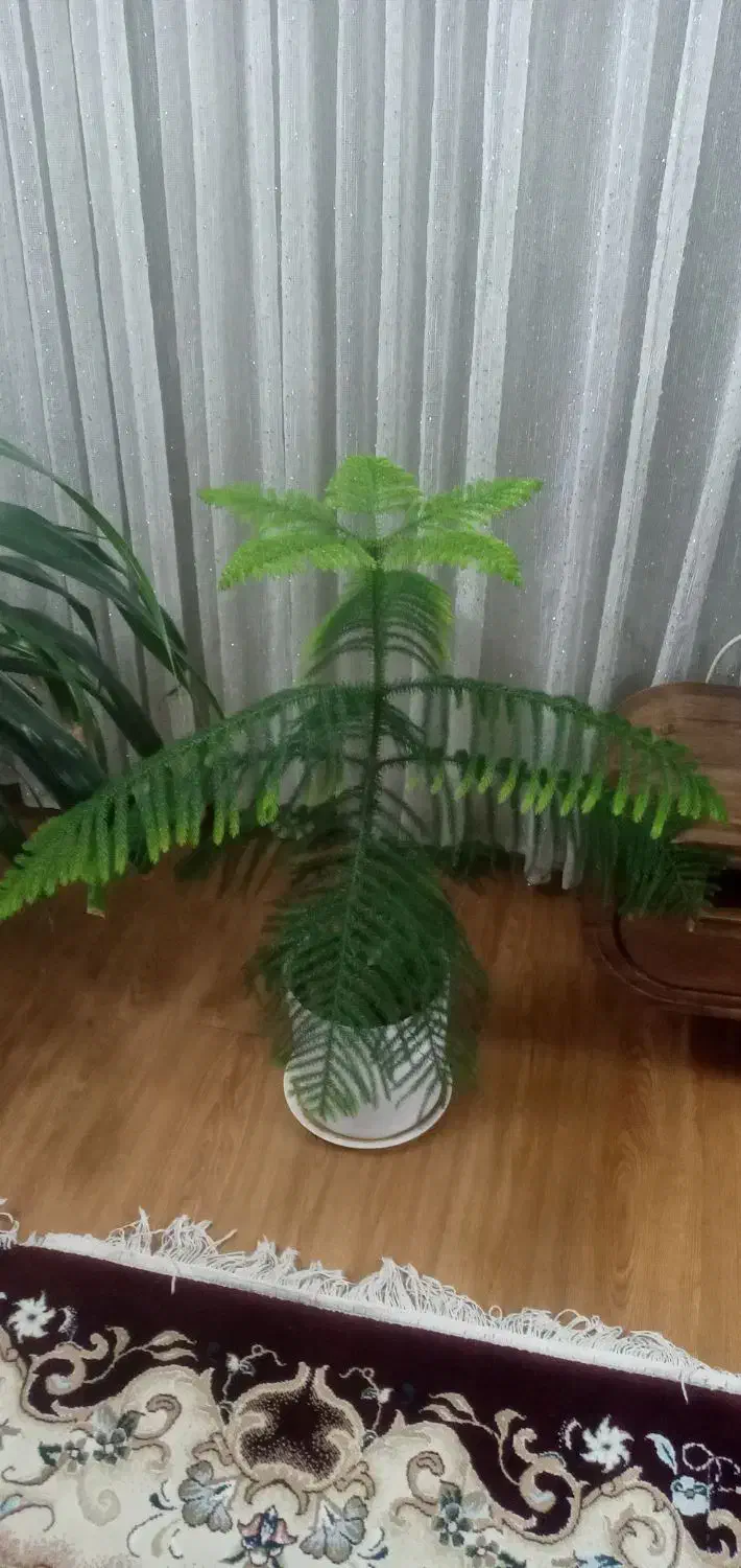 گل و گیاه|گل و گیاه طبیعی|نیشابور, خط کاشمر|دیوار