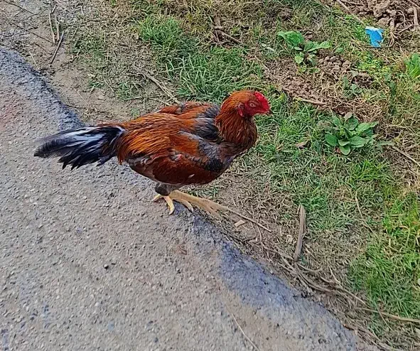 خروس لاری فروش فوری|حیوانات مزرعه|سورک, |دیوار