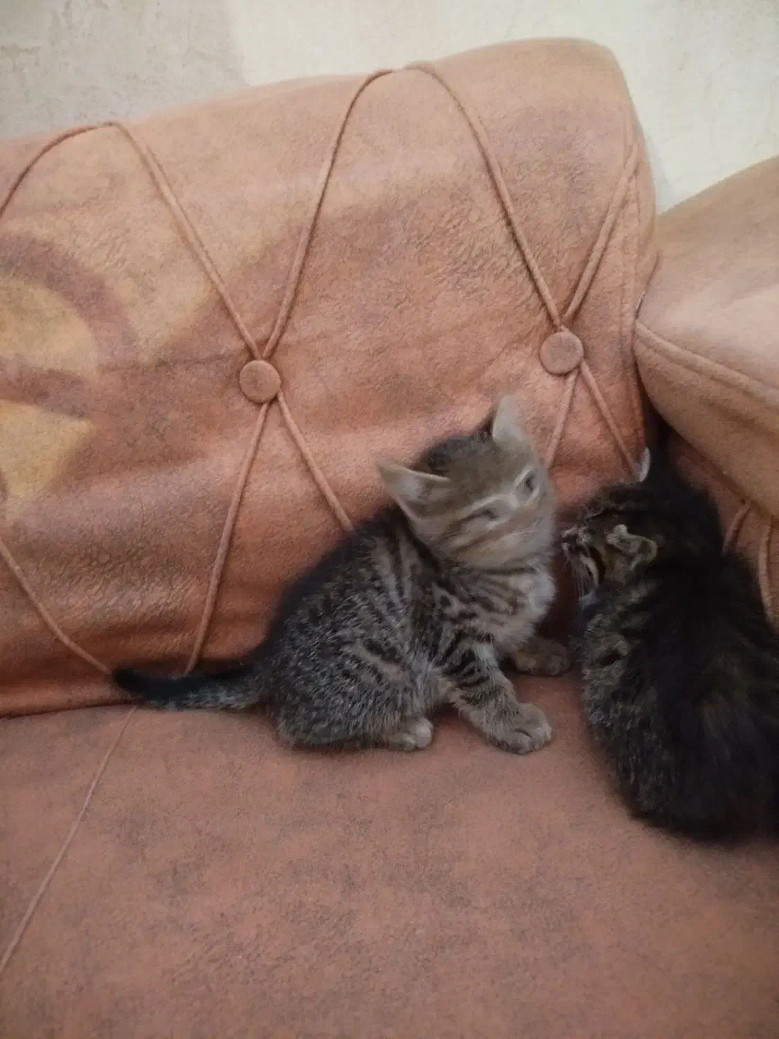 گربه واگذاری|گربه|مشگین شهر, |دیوار