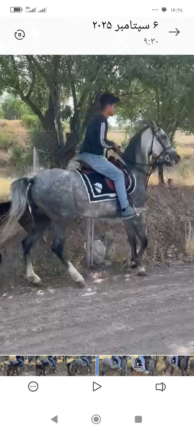 اسب اصیل|اسب و تجهیزات اسبسواری|سقز, |دیوار