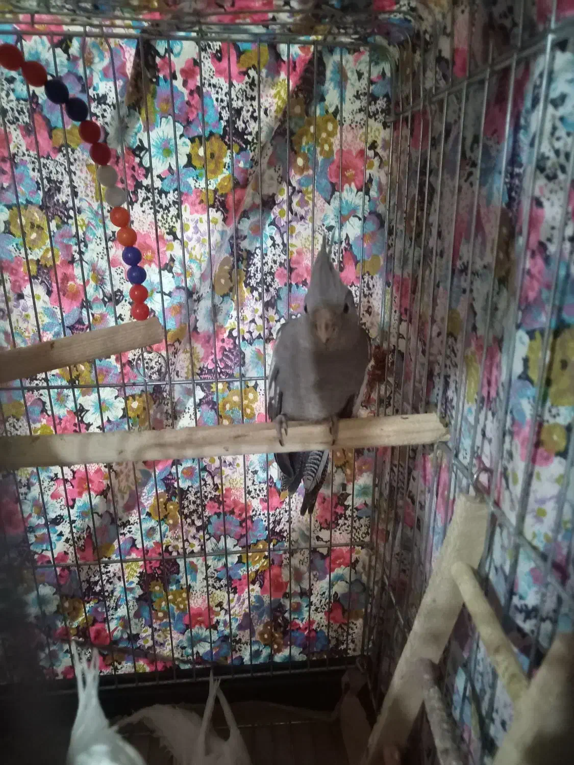 عروس البینو وایت فیس|پرنده|مراغه, |دیوار