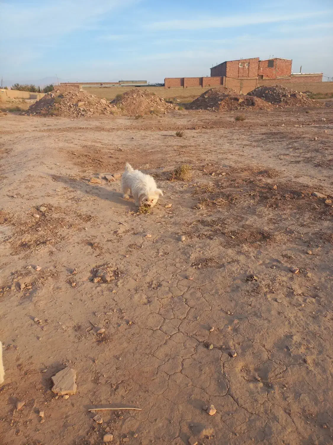 واگذاری سگ|سگ|کرمان, |دیوار