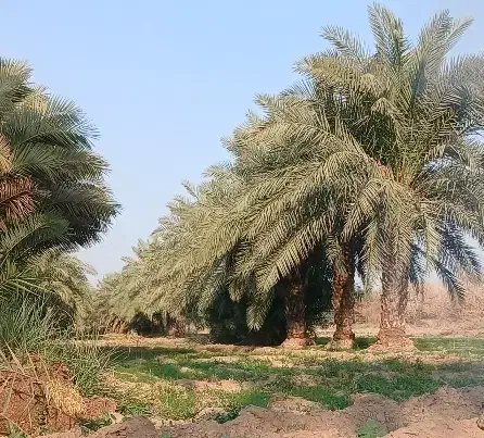 سبزی خوردنی|خدمات باغبانی و درختکاری|باوی, |دیوار