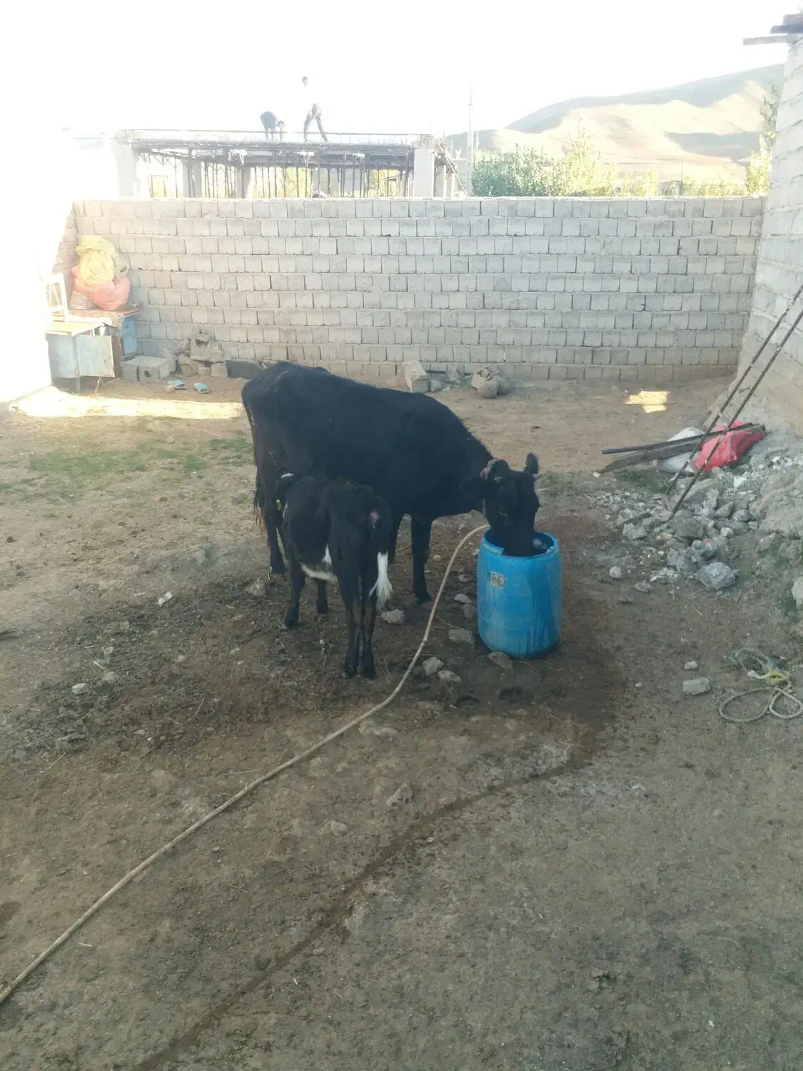 یک راس گاو بچه دار وآبستن|حیوانات مزرعه|ارشق, |دیوار