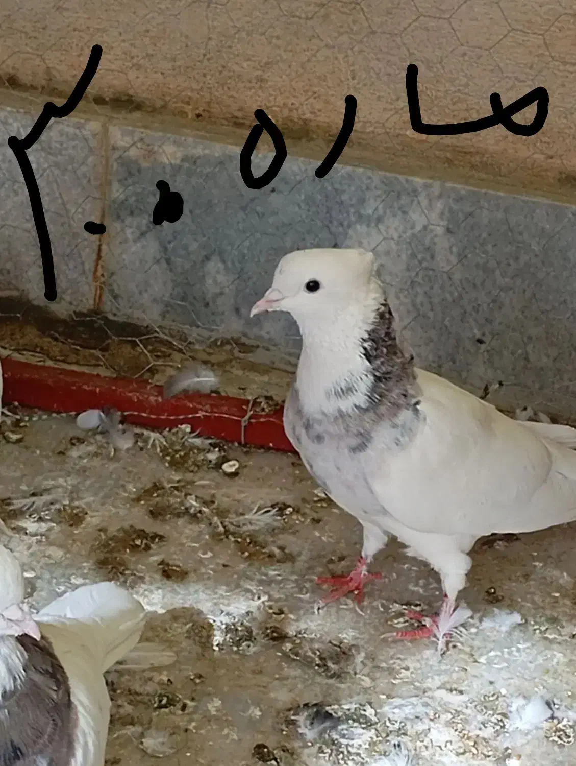 کبوتر|پرنده|سنندج, |دیوار