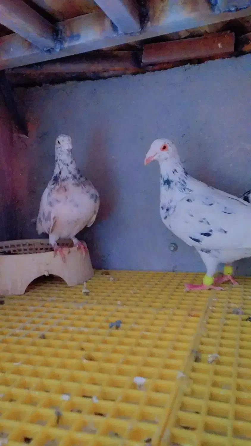 ۴اکبوتر صید پرشی به شرط|پرنده|بجنورد, |دیوار