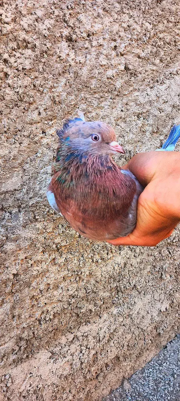 کفتر  زردی سرور سرکه‌ای راعبی|پرنده|شهریار, شهرک عباس پور|دیوار