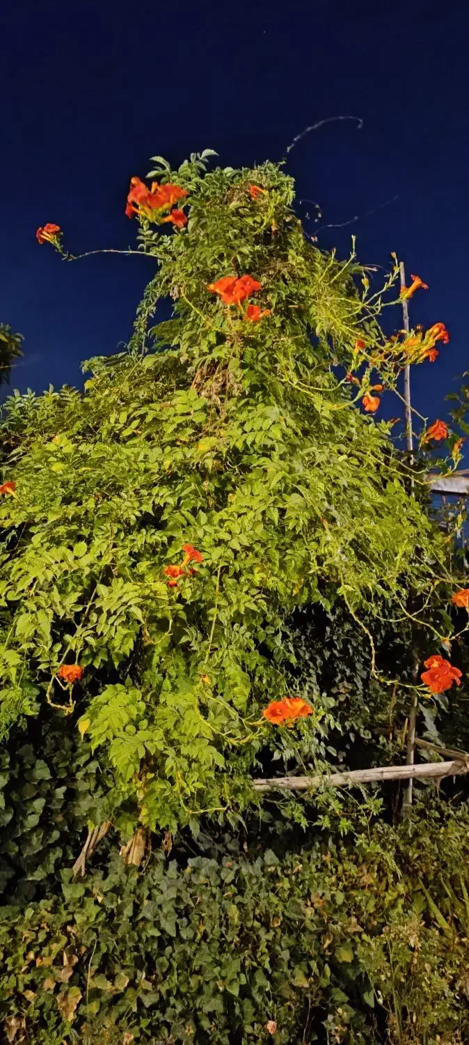 خونه مبله ویلایی شیک و دل باز گلدشت حافظ|اجارهٔ کوتاهمدت آپارتمان و سوئیت|شیراز, شهرک بهشتی|دیوار